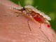 Международная группа медиков успешно испытала вакцину  от малярии