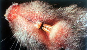 Заключенный американец требует компенсации за покусанный пенис. 7621z.jpg