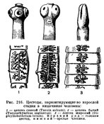 Зачем доктор заразил себя глистами, или Причем тут бычьи цепни?. 9325z.jpg Зачем доктор заразил себя глистами, или Причем тут бычьи цепни?. 9325z.jpg