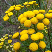 Конец августа: пришло время глистов. 9413z.png