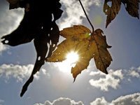 Как пережить ОРВИ на 