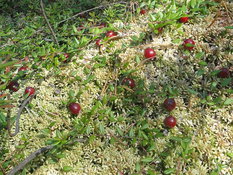 Клюква против цистита, или Кто кого?. 9507z.jpg